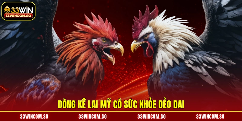 Dòng kê lai Mỹ có sức khỏe dẻo dai